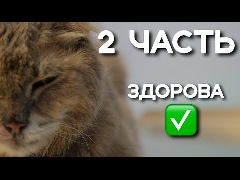 Видео: Динамика плоскоклеточного рака после лучевой терапии у кошки