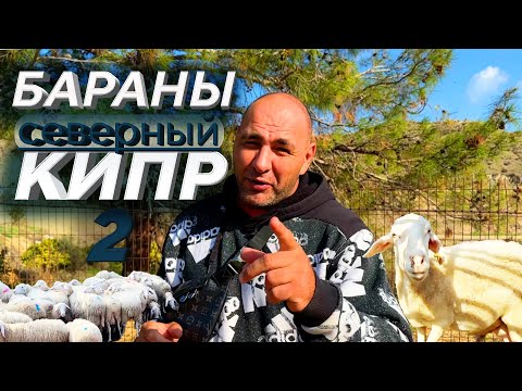 Видео: Бараны на Северном Кипре 2 | Фермерство