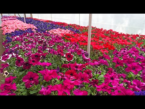 Видео: Петуния от посева до цветения за 3 минуты 🌺🌹🌼