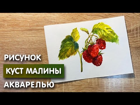 Видео: Как нарисовать куст малины карандашом и акварелью начинающим | Рисунок для детей