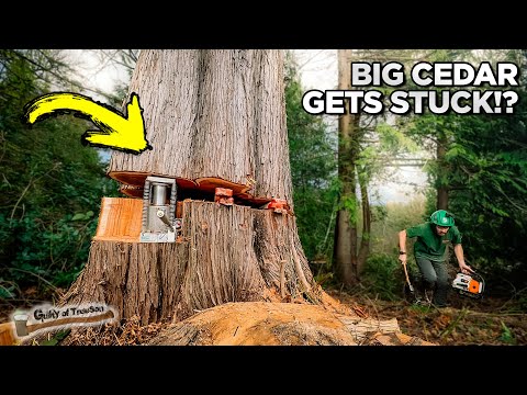 Видео: Это дерево пошло НЕ по плану!