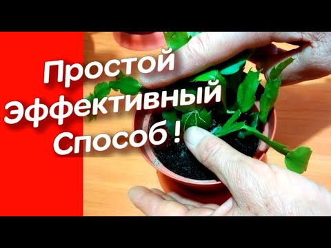 Видео: Хотите размножать декабрист быстро! Размножение декабриста , простым способом в домашних условиях.