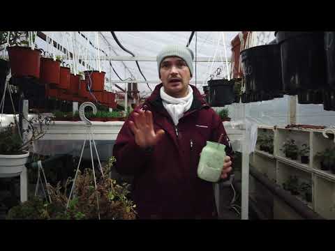 Видео: Не спешите ВЫБРАСЫВАТЬ пропавшую ПЕЛАРГОНИЮ !!!