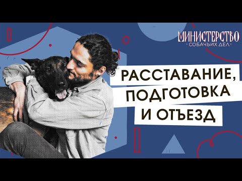 Видео: Как подготовить собаку к переезду или расставанию. Разговор с кинологом