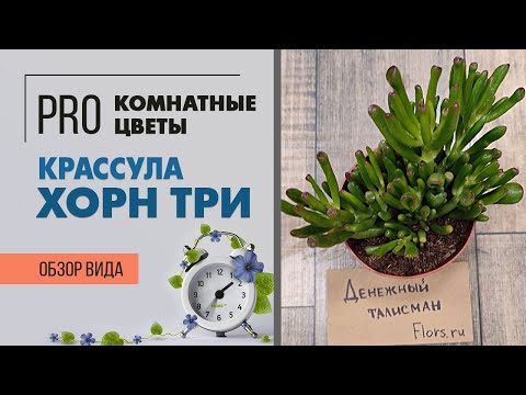 Видео: Крассула Хорн Три - рогатое дерево, похожее на инопланетянина | Денежное дерево