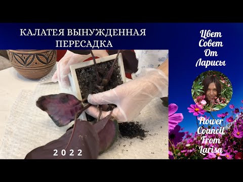 Видео: КАЛАТЕЯ ВЫНУЖДЕННАЯ ПЕРЕСАДКА