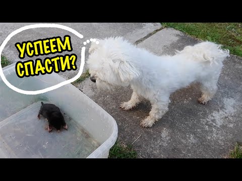 Видео: НАШЛИ КРОТА И ХОТЕЛИ СПАСТИ, НО СЛУЧИЛОСЬ УЖАСНОЕ...