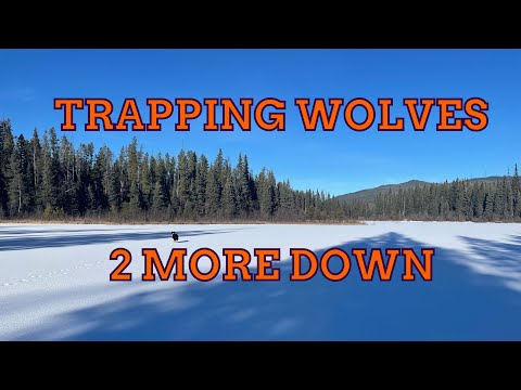 Видео: Отлов волков: как перехитрить самого хитрого зверя на Севере #отлов #отловволков #волк
