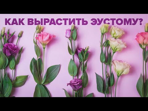 Видео: КАК ВЫРАСТИТЬ ЭУСТОМУ ИЗ СЕМЯН ДОМА?