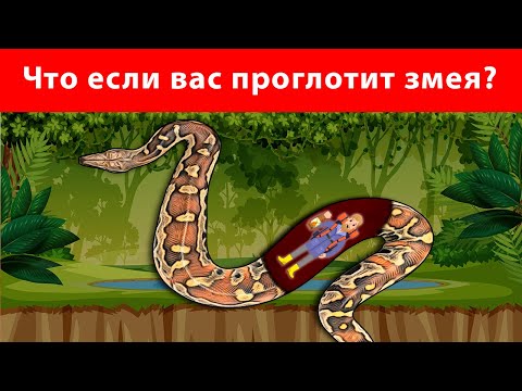Видео: Что, если вас проглотит самая большая змея 🐍 Как выжить?