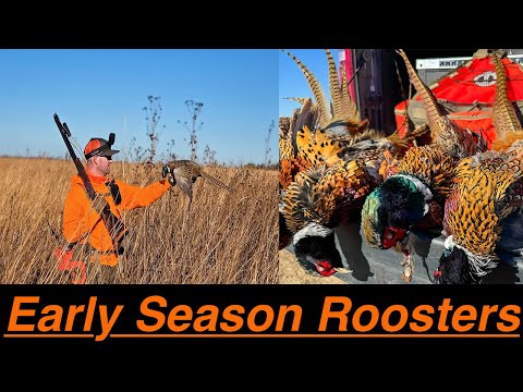 Видео: Петухи в начале сезона | Сильный ветер и множество птиц (хорошая работа собак)