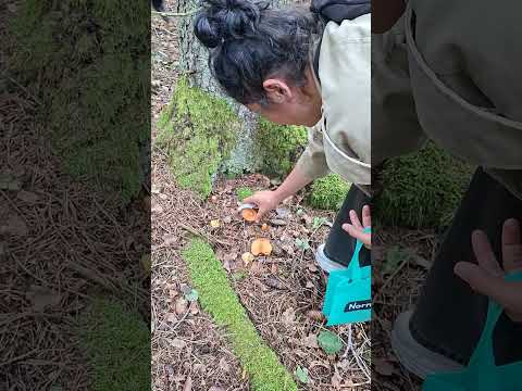 Видео: За грыбами в параднам одежде