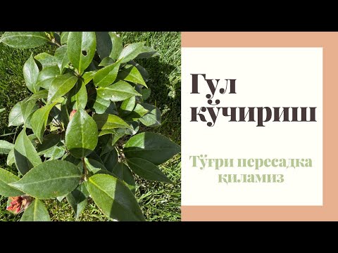 Видео: Гул пересадка қиламиз