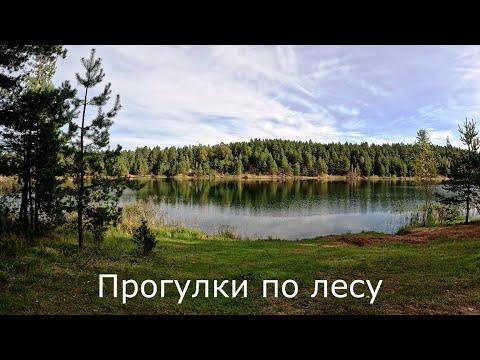 Видео: Прогулки по лесу | Побывал во многих местах наших лесов. Нашел грибников.