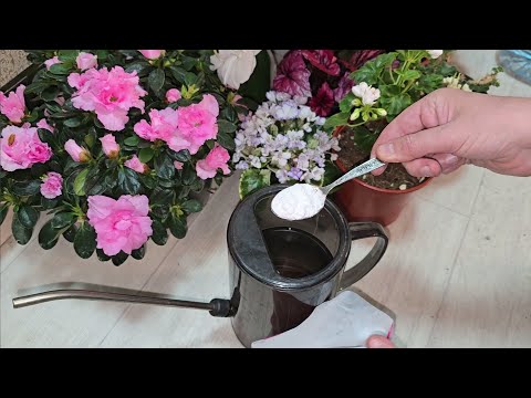 Видео: ВНЕСИ в ГЕРАНЬ под ЗИМУ и другие цветы, даже самый слабый оживет, зазеленеет, благоприятные условия