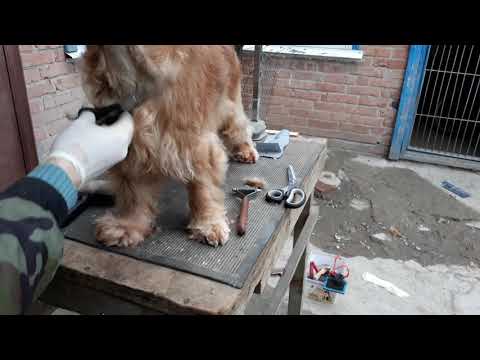 Видео: Стрижка кокера 3