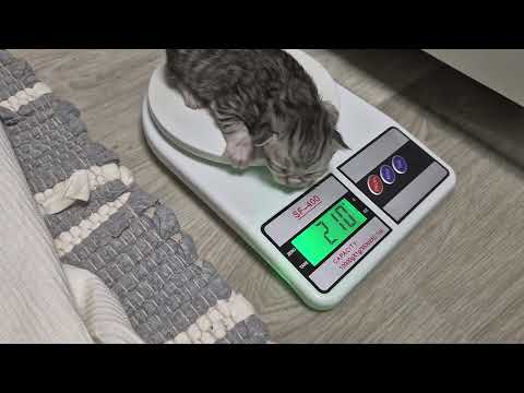 Видео: Вес котят в неделю 😊