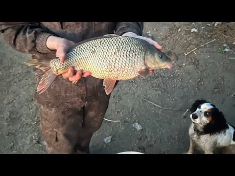 Видео: БЕШЕНЫЙ КЛЁВ НА КУБАНИ.РЫБАЛКА НА р.КУБАНЬ.САЗАН КАРАСЬ ЧЕХОНЬ!#рыбалка #рыба #охота #охота2023