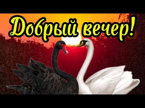 Видео: Добрый вечер!💖🦩 Доброй ночи!💝🌛 #добрыхснов