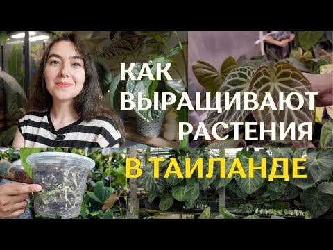 Видео: Питомники РАСТЕНИЙ в Таиланде | ОГРОМНЫЕ теплицы с растениями НА ЭКСПОРТ ⚡️