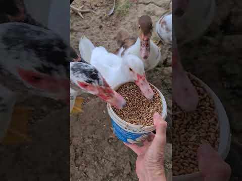 Видео: собрались на ужин) #деревня #жизньзагородом #курочки #duck #утки