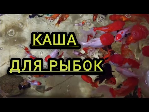 Видео: Какие крупы я использую для кормления золотых рыбок.Основные и дополнительные корма.#золотыерыбки