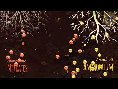 Видео: Как почвенная микробиология подавляет сорняки - ППС 4/9