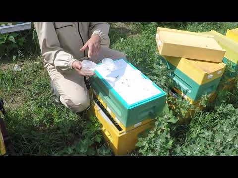 Видео: Работа шестирамочных ульев Нижегородец на пасеке. Миниплюсы Нижегородец.