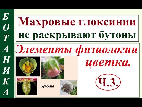 Видео: Глоксиния не раскрывает бутоны. Ч.3. Физиология цветения и особенность махровости.