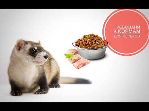 Видео: Требования к кормам для хорьков