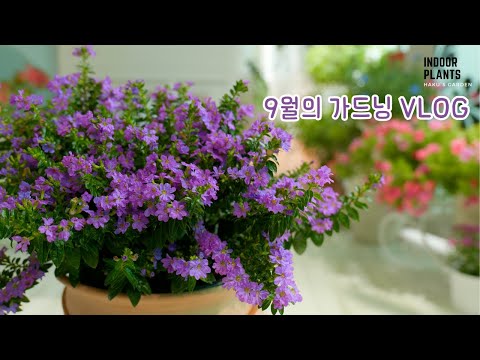 Видео: [4K] Обрезка для аккуратного домашнего сада