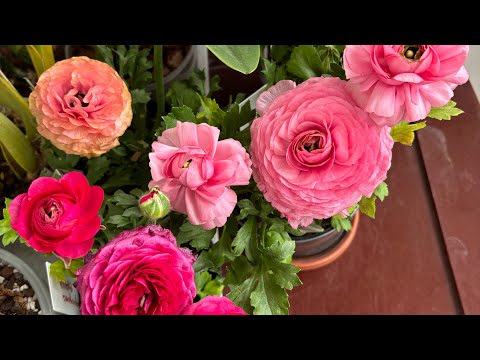 Видео: Обустройство балкона к летнему сезону. Цветение орхидей и не только 🌺