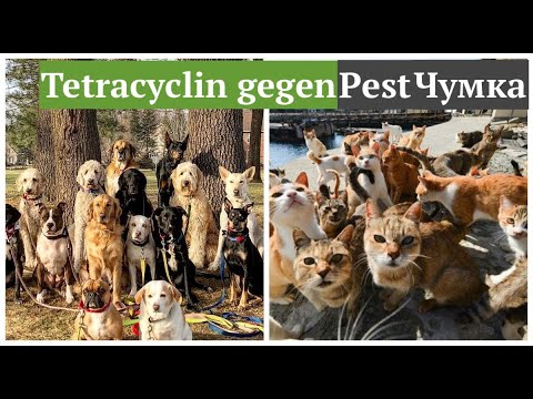 Видео: ЛЕЧЕНИЕ ЧУМКИ И ЭНТЕРИТА У СОБАК , КОШЕК И ДРУГИХ ЖИВОТНЫХ #чумка  #pest_dog_cat #oldenburgru#237