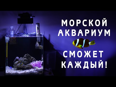 Видео: Морской аквариум спустя 9 месяцев / дешевый морской аквариум