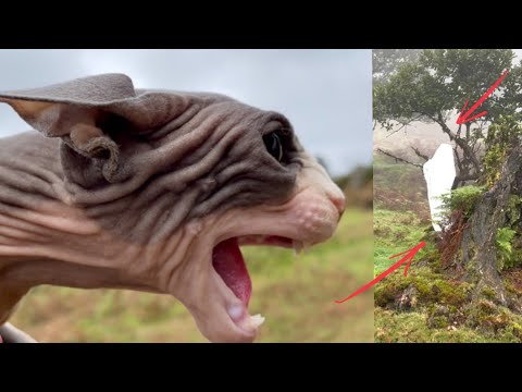 Видео: Туманный ПРИЗРАК ОХОТИТСЯ за МИЛЛИОНОМ 😱 Кот Миллион