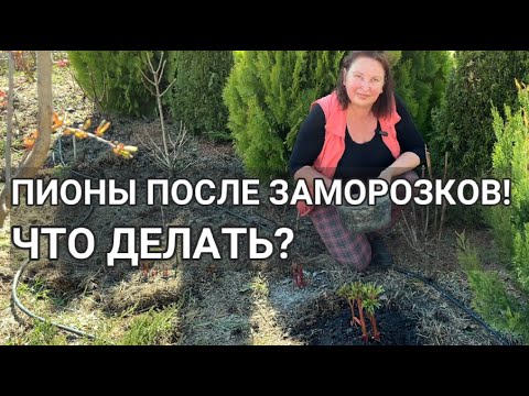 Видео: ПИОНЫ ПОСЛЕ ЗАМОРОЗКОВ — КАК СПАСТИ И УХАЖИВАТЬ ВЕСНОЙ! | Ошибки при уходе за пионами