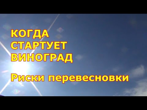 Видео: Когда стартует виноград. Риски перевесновки