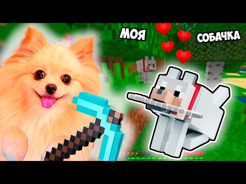 Видео: ПРИРУЧИЛА СОБАЧКУ В МАЙНКРАФТ ! САМЫЙ ГРУСТНЫЙ ВЫПУСК В MINECRAFT