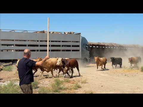 Видео: БЕРУНИЙГА ЯНГИ ПАРОДНЫЙ МОЛЛАР КЕЛДИ 12.08.2025