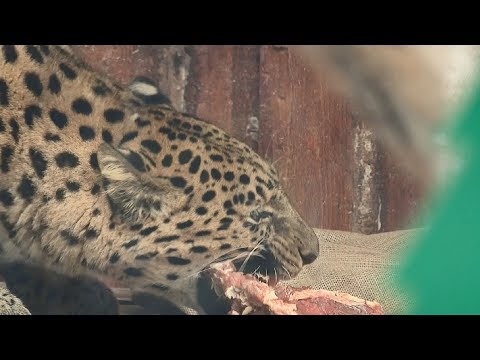 Видео: Что и как: внутренняя кухню «Роева ручья»