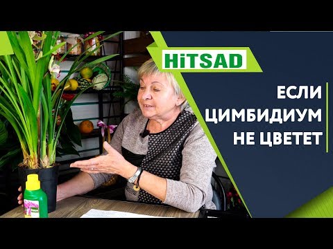 Видео: Как заставить цимбидиум цвести ✓