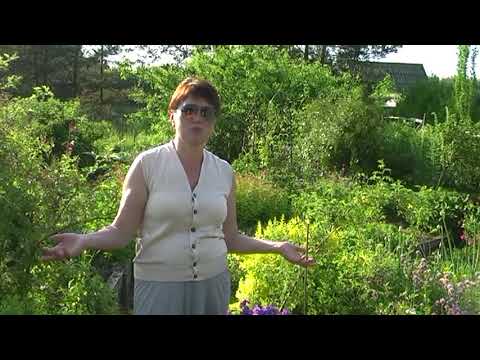 Видео: Почему в пермакультуре грядки "неправильные"