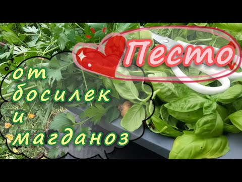 Видео: Песто от босилек и магданоз.