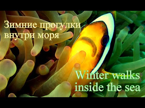 Видео: Зимние прогулки внутри моря/Winter walks inside the sea