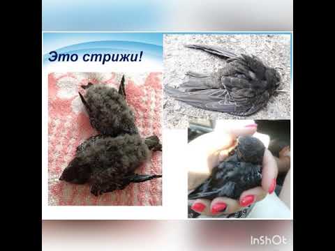 Видео: Что делать, если вы нашли стрижа!