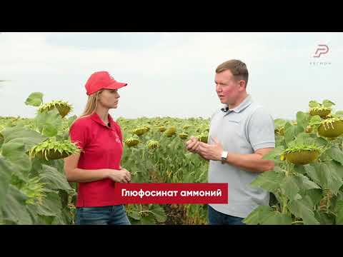 Видео: «Умное растениеводство. Часть 2. Десикация»