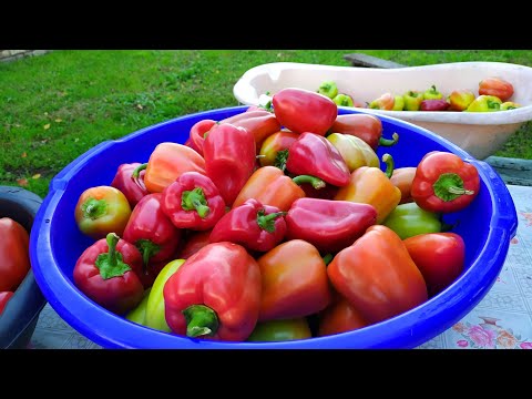 Видео: 🍅🫑🍅Лечо на зиму из перца и томатной пасты🌿