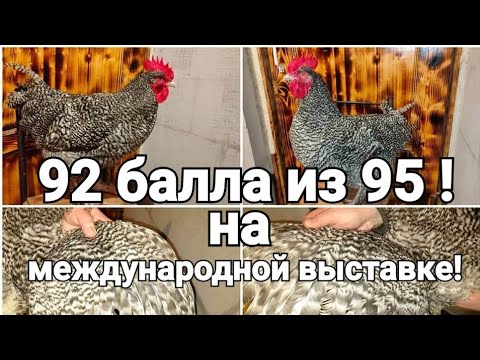 Видео: 92 из 95 баллов! Не ожидали такого УСПЕХА на выставке! Текущие дела в хозяйстве.