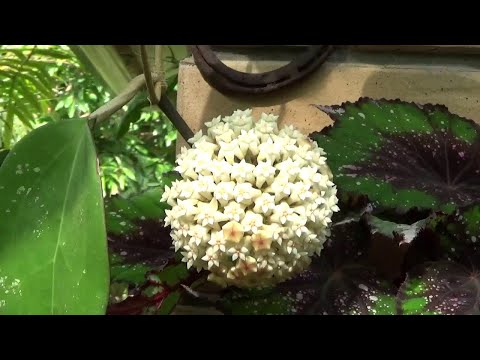 Видео: Цветущие Хойи в Ноябре Н. Pubicalyx 'Red Buttons' H. Fungii H. Latifolia H. Mindorensis H.Kalimantan