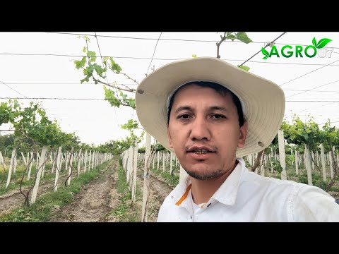 Видео: Узум Боғларни янгилаш